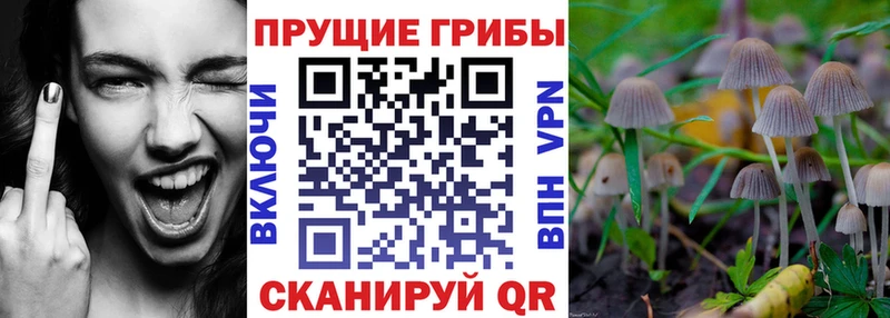 Галлюциногенные грибы Magic Shrooms  цены   Фокино 